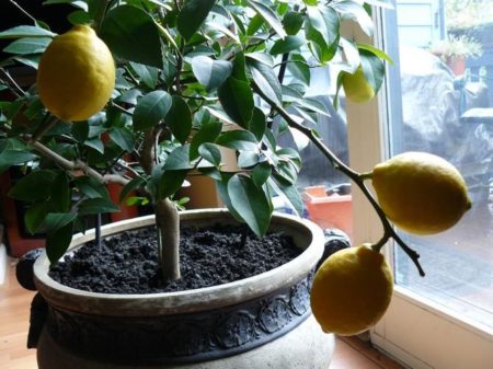 Растение лимон